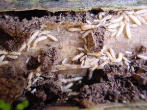 Colonie de termites sur un moceau de bois en extérieur