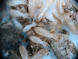 Gros plan sur les termites présentes en France métropolitaine et dans les DROM