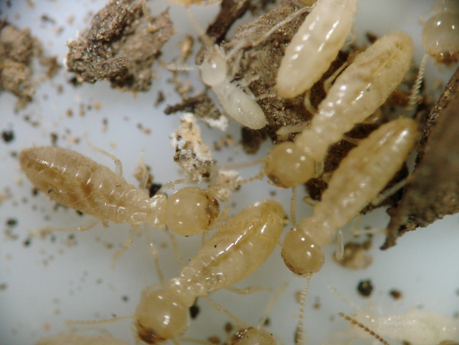 Termites ouvriers