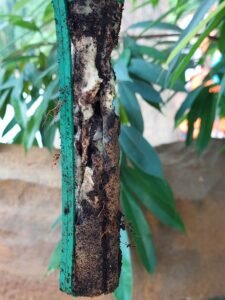 Appât consommé par des termites lors d'un traitement curatif Sentri Tech