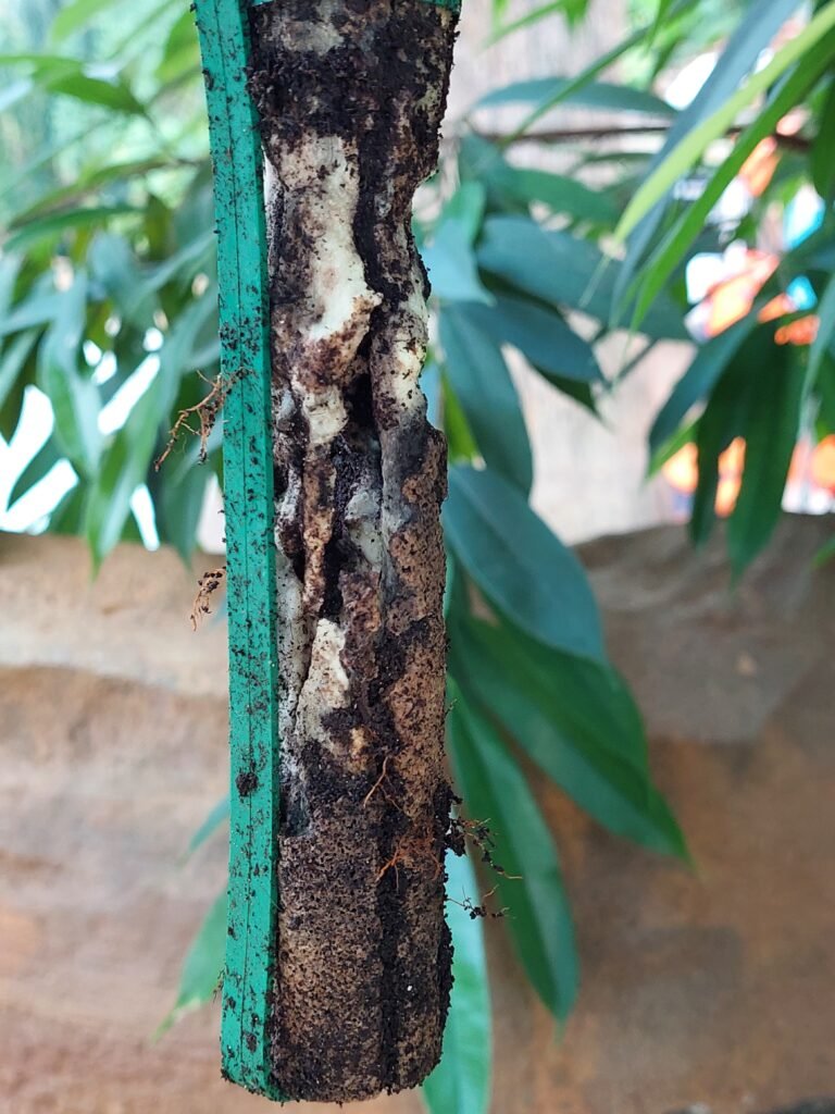 Traitement termites : quelles solutions contre les termites ?
