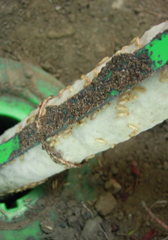 Appât consommé par des termites