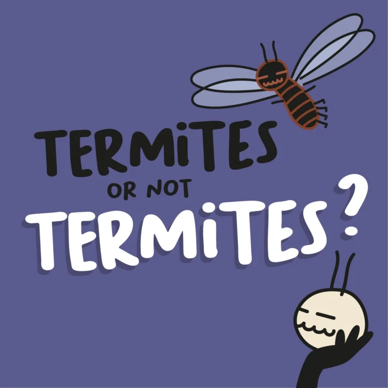 TErmites or not termites