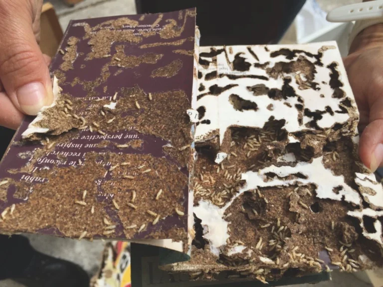 Exemples des dégâts causés par les termites