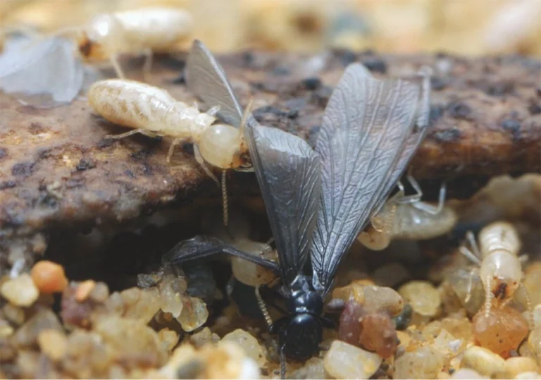 Termites à traiter vues de près